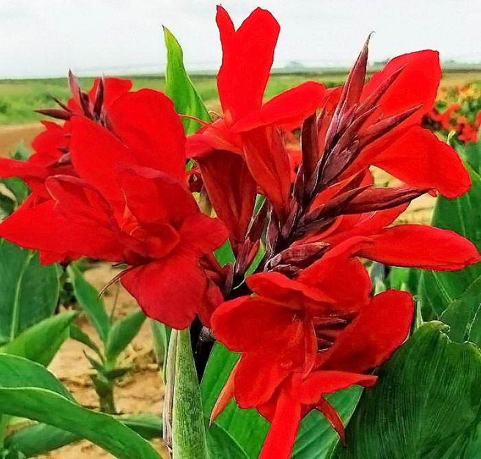 Long Lasting Giant Red Flowers Canna Lily Roots Perennial Plant
