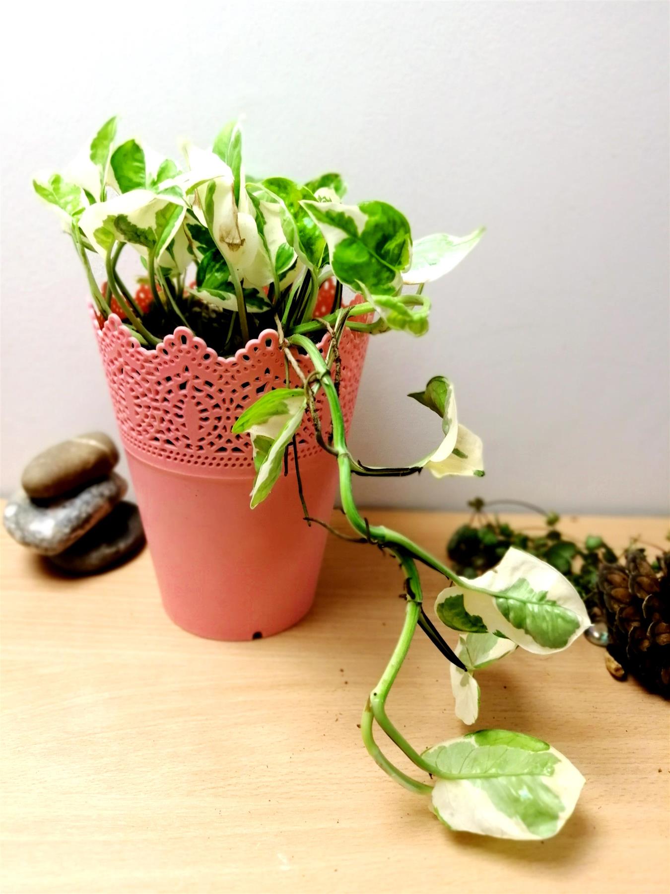 1 Devil's Ivy Golden Pothos Ivy Arum Evergreen Indoor Garden House