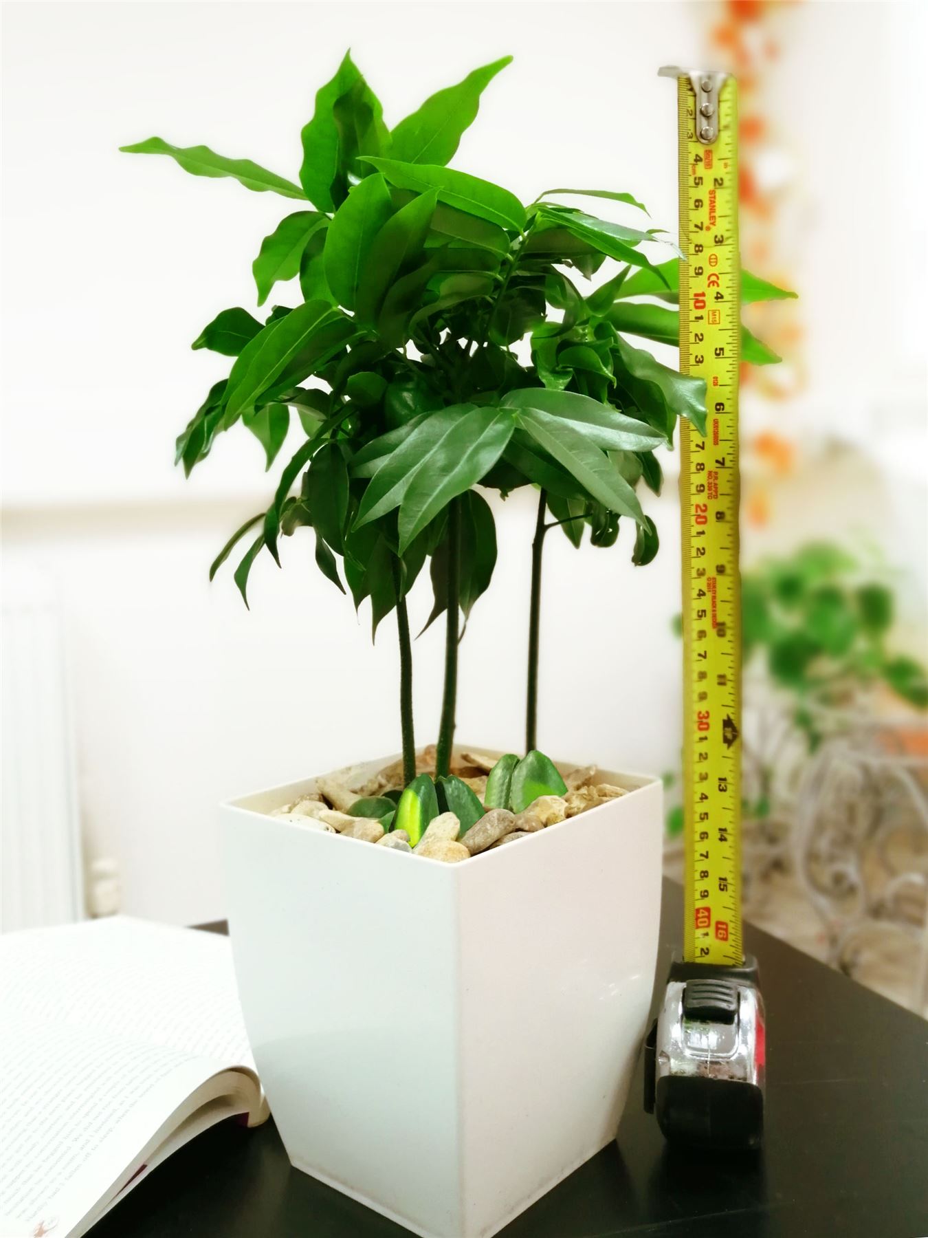 Jack�s Beanstalk Moreton Bay Chestnut Lucky Beans Plant