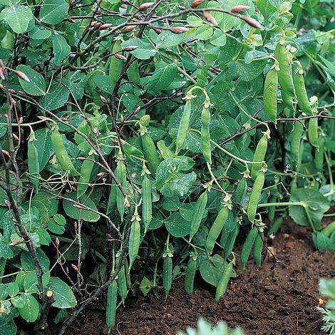Garden Treasures Fresh Herbs Vegetable Fruit Seeds Grow Your Own Indoor Outdoor - Picture 45 of 58