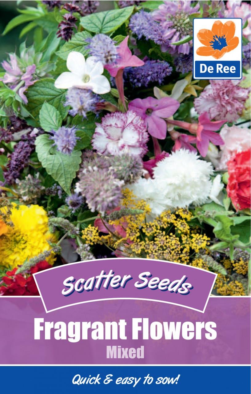 Colourful Flower Scatter Seeds Grow Your Own Flowers Perennials Daisy