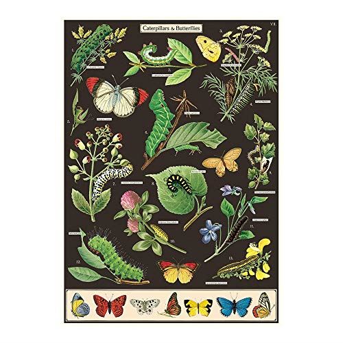 Cavallini Papers 12 saluti assortiti con glitter flora e fauna Cavallini Papers 12 saluti assortiti con glitter flora e fauna