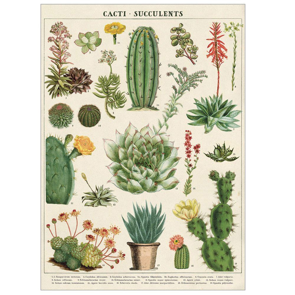 Cavallini Papers 12 saluti assortiti con glitter flora e fauna Cavallini Papers 12 saluti assortiti con glitter flora e fauna