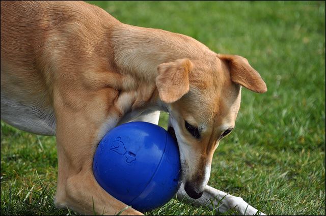 Boomer Dog Toy Boomer Dog Toy