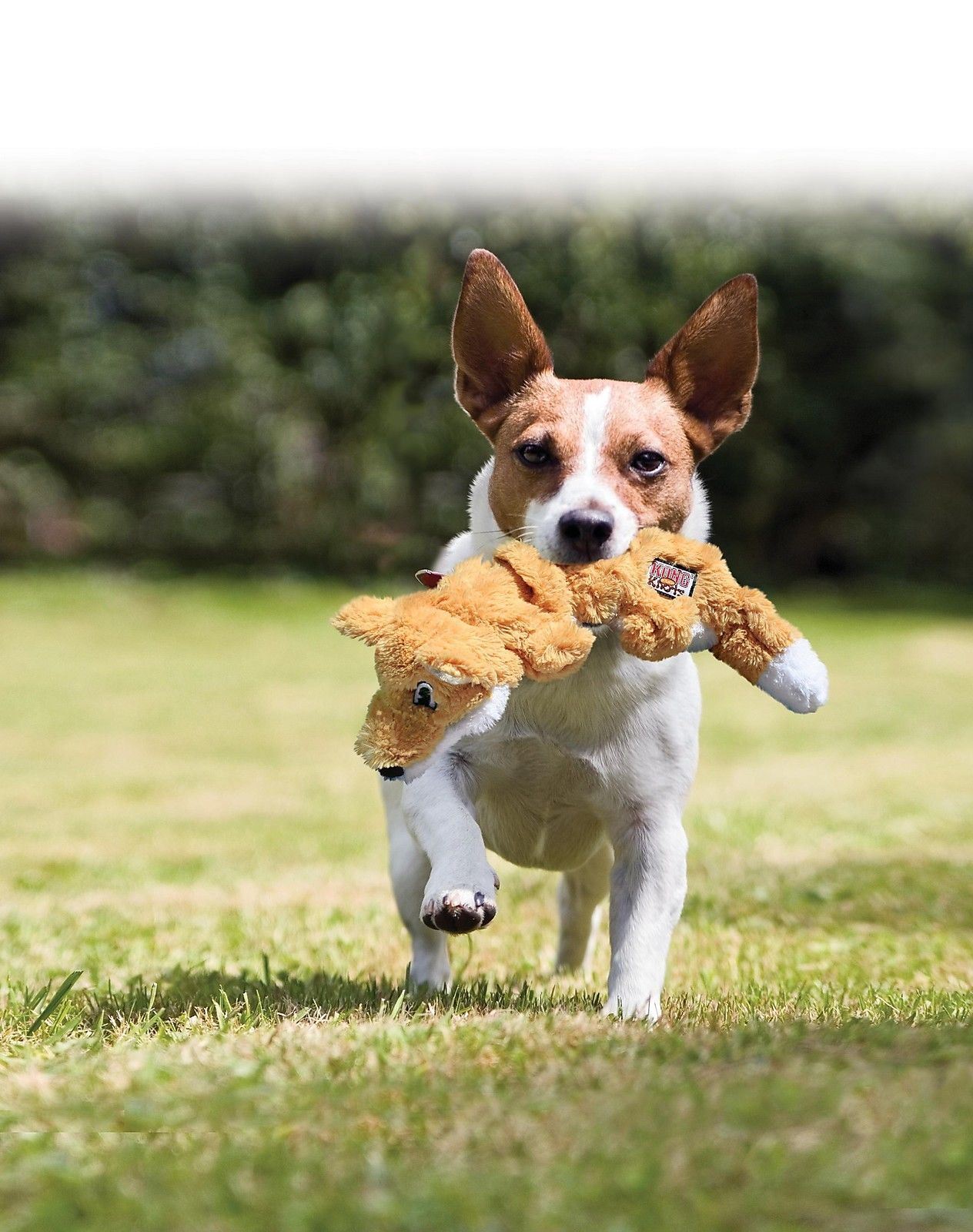Kong Puppy Dog Toy X Small Amazon Kong Puppy Dog Toy X Small Amazon