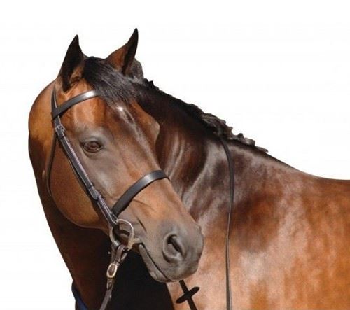 Caldene-Horse Bridle Plain C/W Plain rênes Havane petit poney Caldene-Horse Bridle Plain C/W poney Plain rênes Havane petit poney C/W c3108f