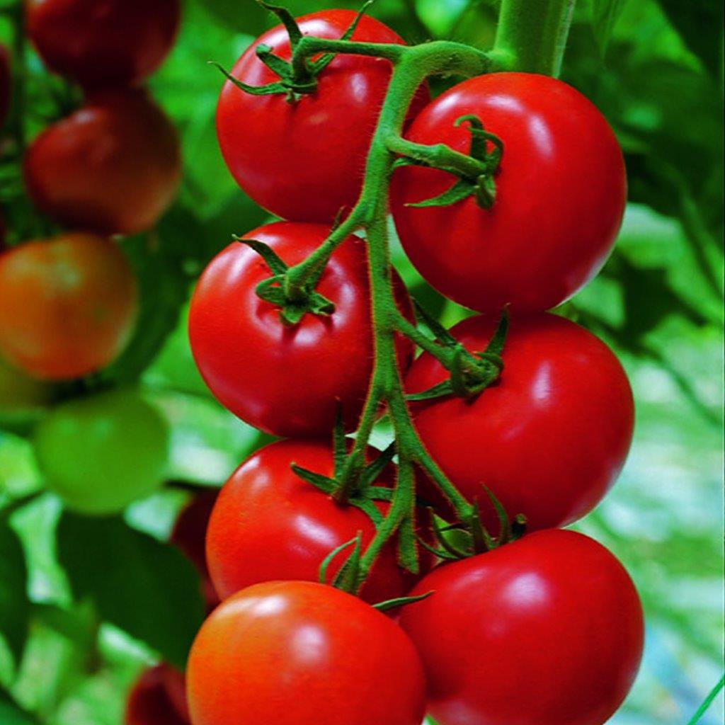 Томат сорт татьяна отзывы фото