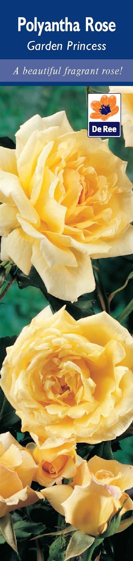 Polyantha Rose Garden Princess A Beautiful Fragrant Rose
