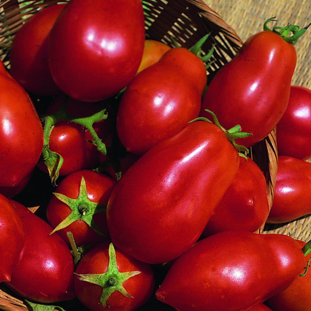 TOMATO SAN MARZANO (400 SEEDS) HEIRLOOM - Plum-type fruit and sweet flavor eBay
