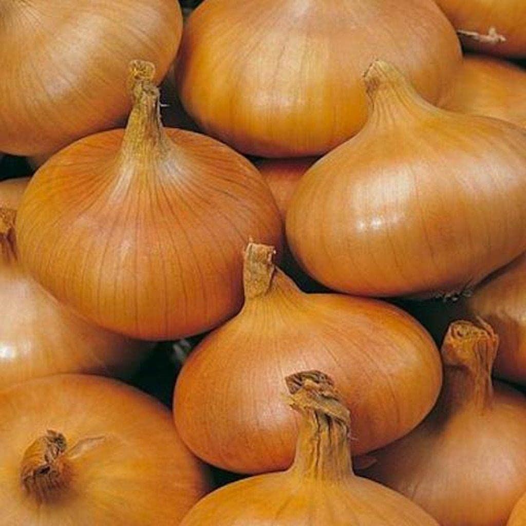 Onion Sets Giant Stuttgarter Red Baron Centurion JetFire Garden