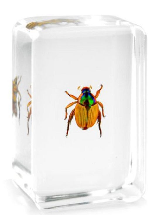 Real Office Insect Paperweight Beetles Bugs Rose Chafers Specimens