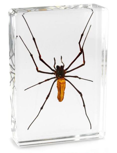 Especímenes de araña pisapapeles insectos de oficina reales - moneda fantasma tarántula orbe musgo - Imagen 6 de 9