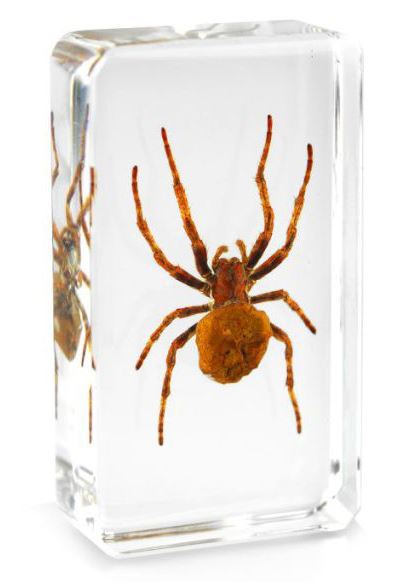 Especímenes de araña pisapapeles insectos de oficina reales - moneda fantasma tarántula orbe musgo - Imagen 4 de 9