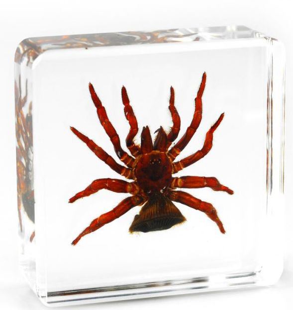 Especímenes de araña pisapapeles insectos de oficina reales - moneda fantasma tarántula orbe musgo - Imagen 3 de 9