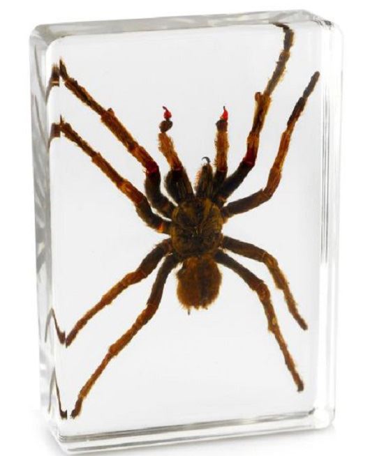 Especímenes de araña pisapapeles insectos de oficina reales - moneda fantasma tarántula orbe musgo - Imagen 8 de 9