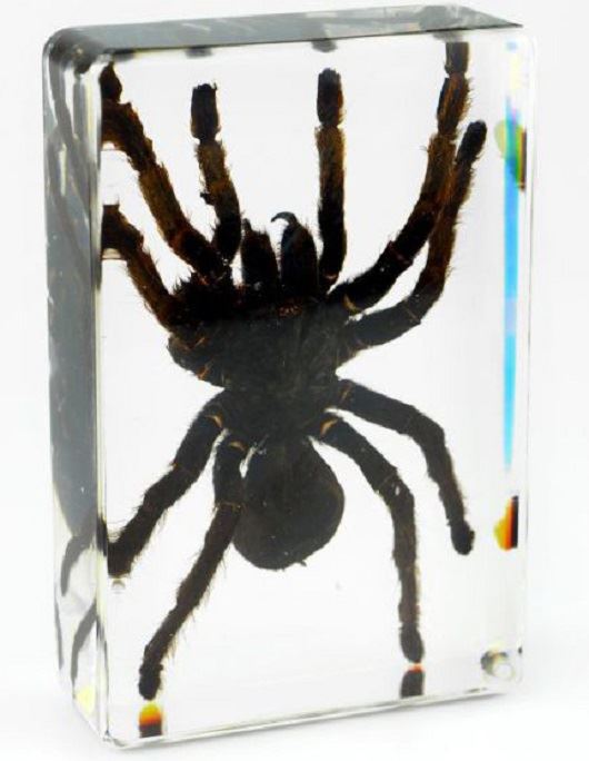 Especímenes de araña pisapapeles insectos de oficina reales - moneda fantasma tarántula orbe musgo - Imagen 7 de 9