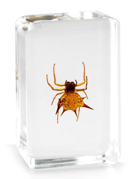 Especímenes de araña pisapapeles insectos de oficina reales - moneda fantasma tarántula orbe musgo - Imagen 9 de 9