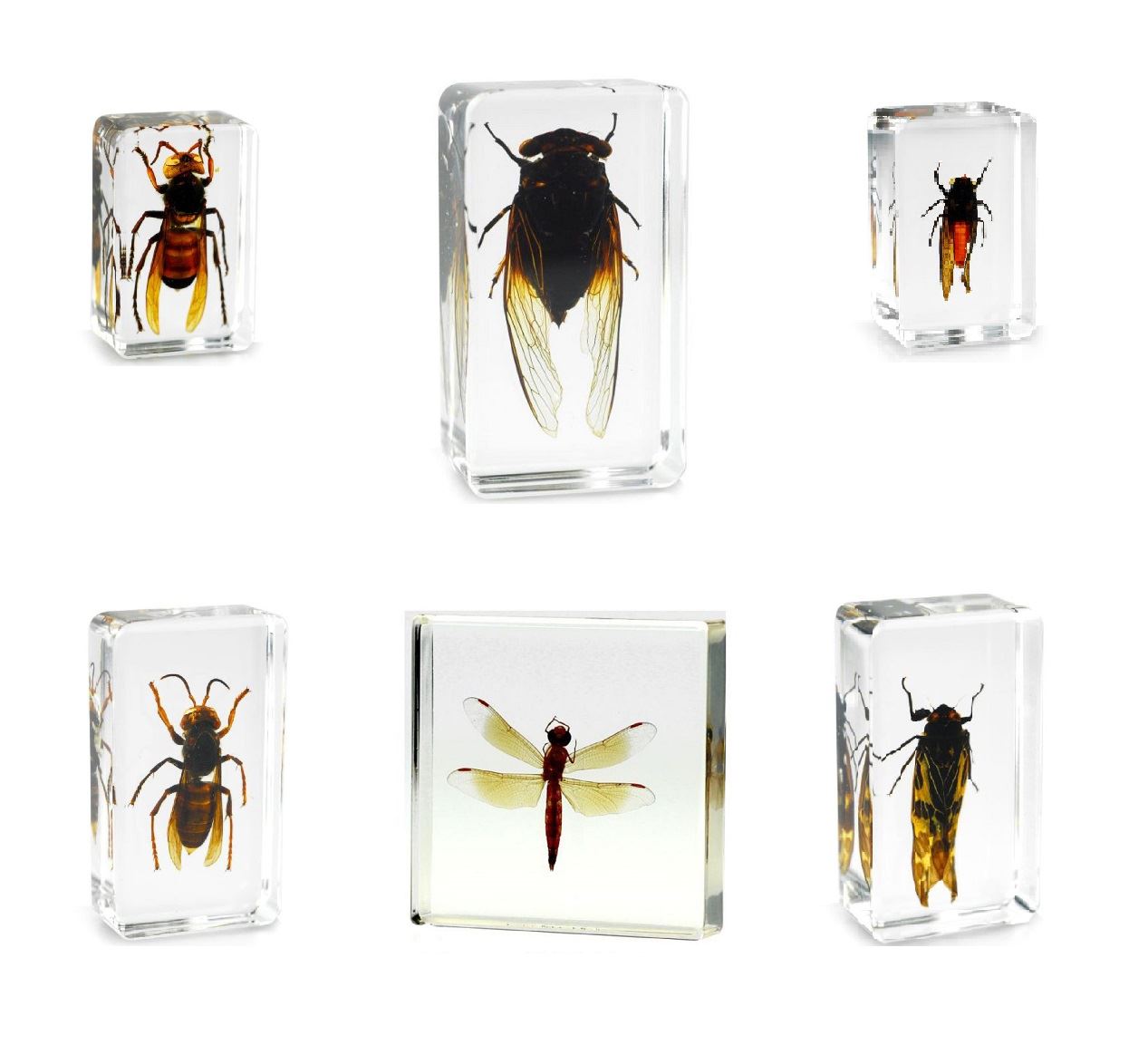 are cicadas blind are cicadas blind