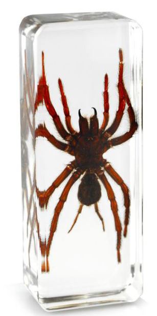 Especímenes de araña pisapapeles insectos de oficina reales - moneda fantasma tarántula orbe musgo - Imagen 2 de 9