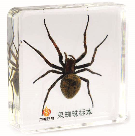Especímenes de araña pisapapeles insectos de oficina reales - moneda fantasma tarántula orbe musgo - Imagen 5 de 9