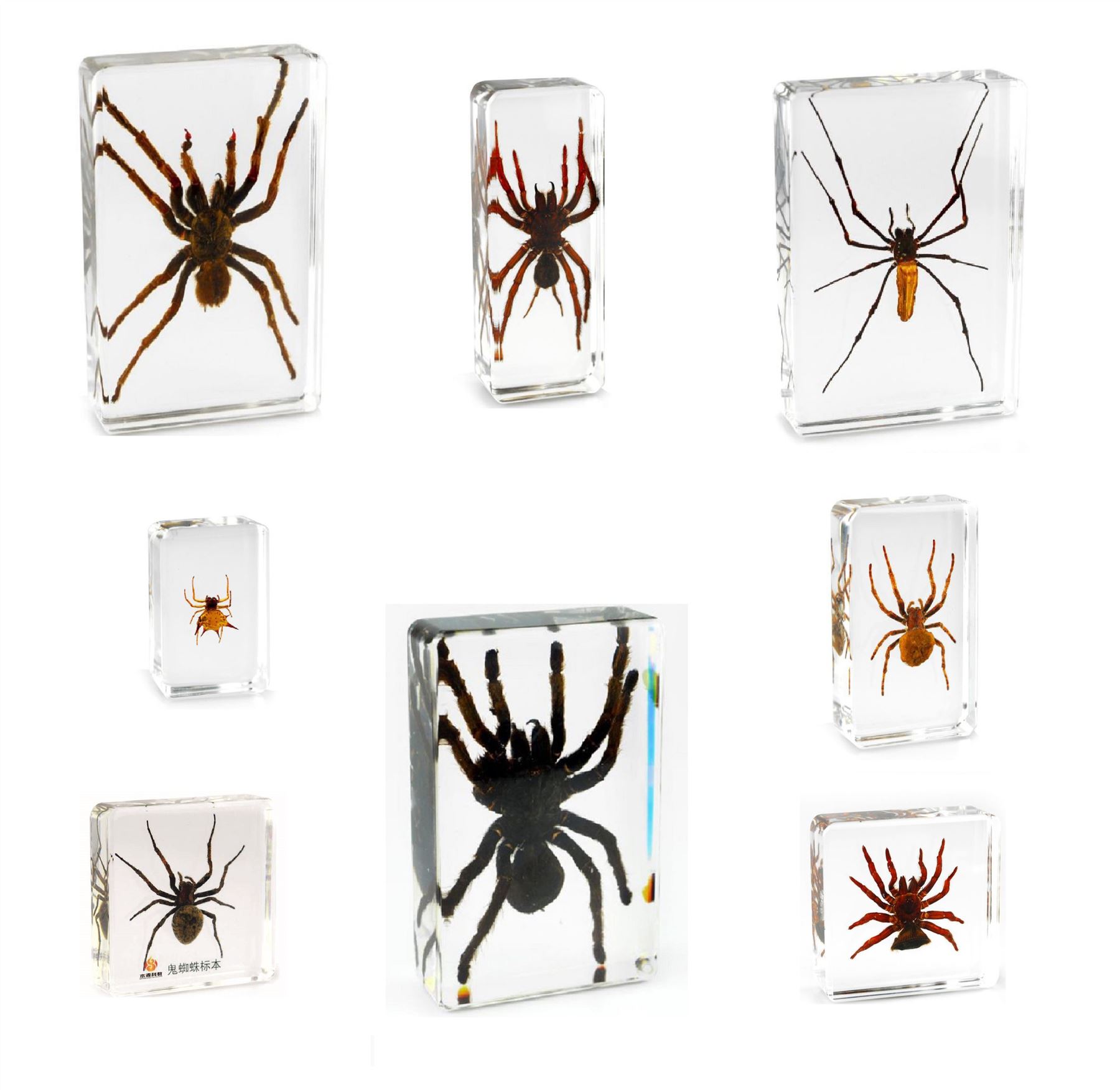 Real Office Insect Paperweight Spider Specimens Tarantula Ghost Coin