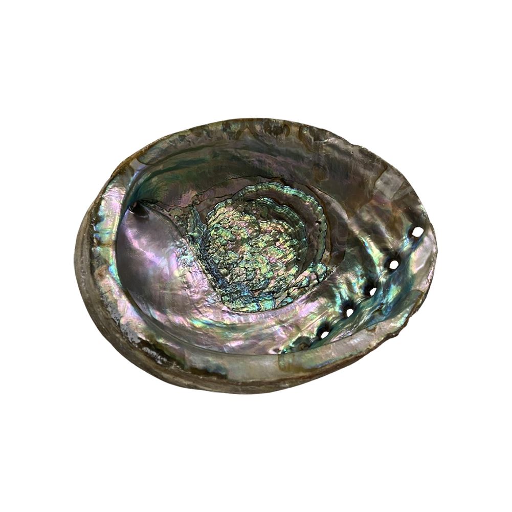 Abalone Shell - Produktbild 1