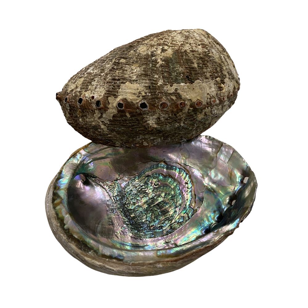 Abalone Shell - Produktbild 2