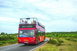 Photo of a New Forest Tour bus