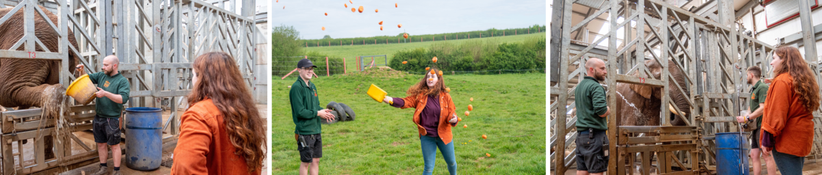 The Elephant Experience Pictures