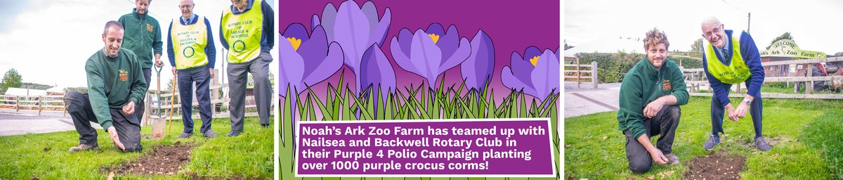 Purple for polio.jpg Photos of people planting crocuses for the purple for polio campaign
