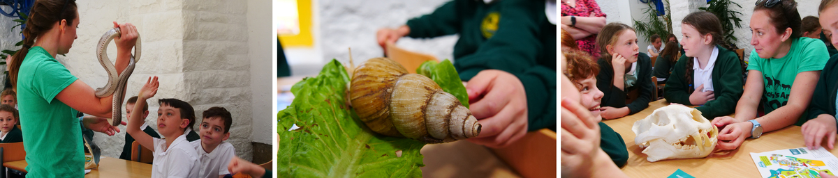 Photos from workshops showing teacher with students, animals and artefacts