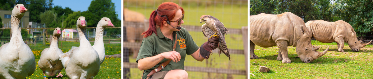 Whats on offer.jpg Rare breed geese, Keeper flying a falcon, Rhinos