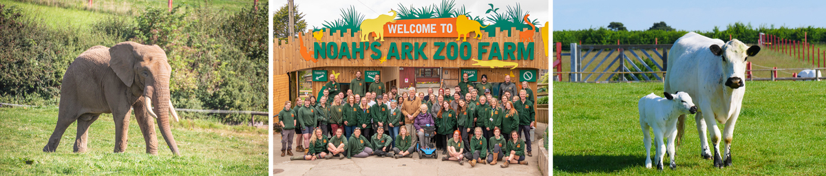Elephant, Staff at the entrance, Rare breed cows