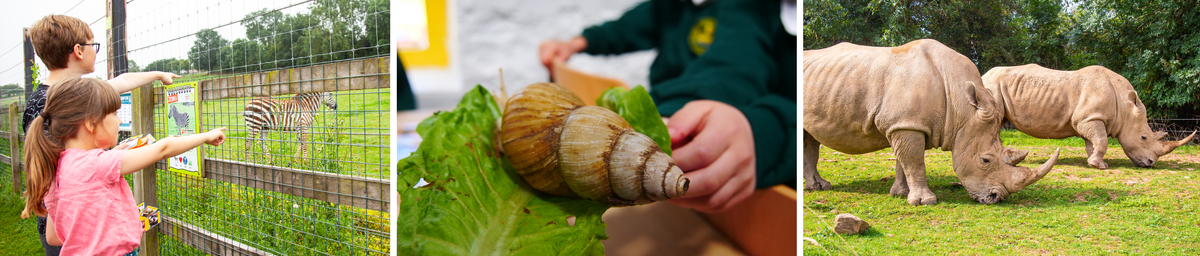 Children enjoying the zoo, Giant African Land Snail, White Rhinos Children enjoying the zoo, Giant African Land Snail, White Rhinos