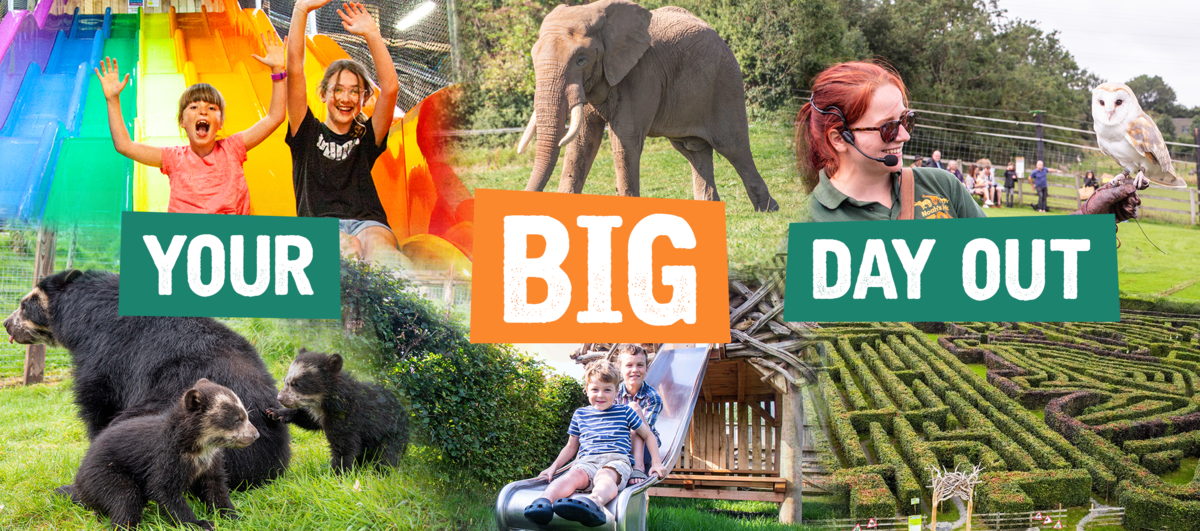 Your big day out.png Your BIG day out