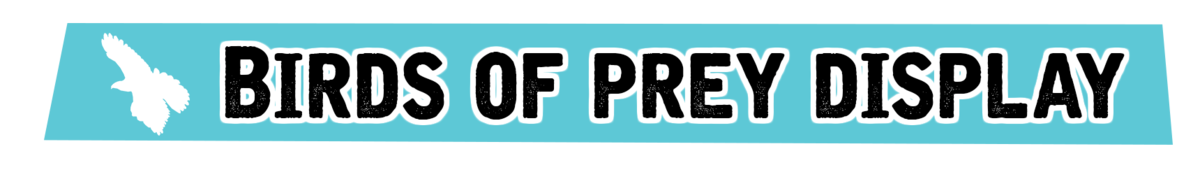 Birds of Prey display