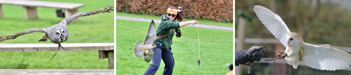 Birds of Prey Display Birds of Prey Display