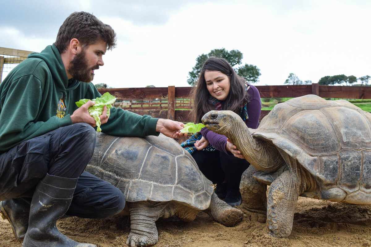 Giant tortoise encounter