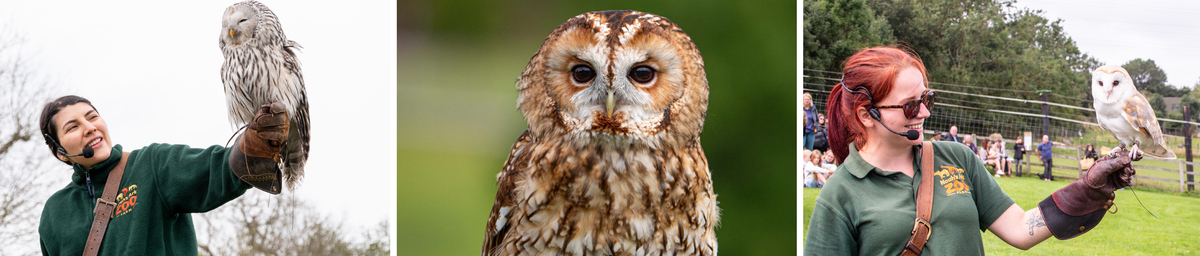 Birds of prey.jpg Birds of Prey Display