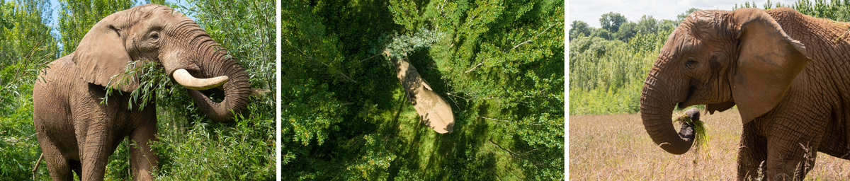 Elephant forest.jpg Elephants in Forest