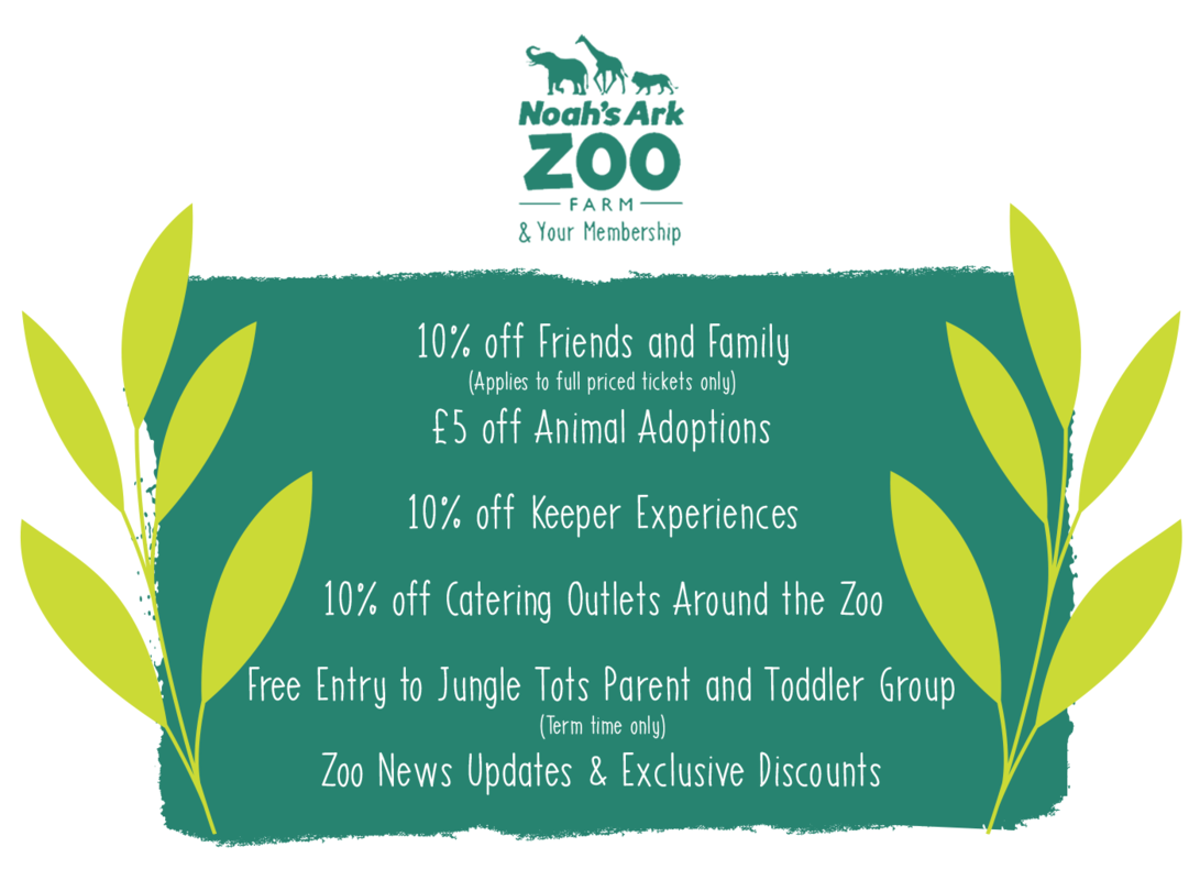 Membership Benefits artwork for website-min.png 10% off Friends and Family, £5 off Animal Adoptions, 10% off Keeper Experiences, 10% off Catering Outlets Around the Zoo, Free Entry to Jungle Tots Parent and Toddler Group, Zoo News Updates & Exclusive Discounts