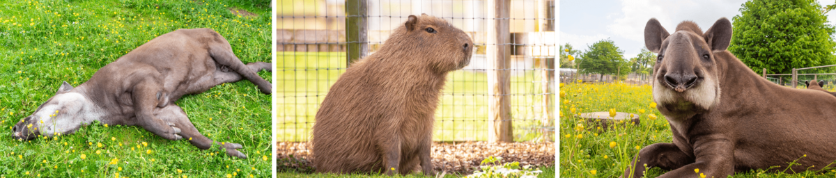 Photos from the 2 experiences, photo 1 a capybara sitting in a field, photo 2 is of 2 young women feeding a tapir over a fence, photo 3 is of a young woman stroking an amadillo and photo 4 shows a young man feeding an anteater using a bowl over a fence.