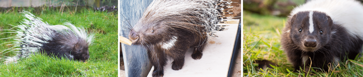 Skunk and porcupine trio image