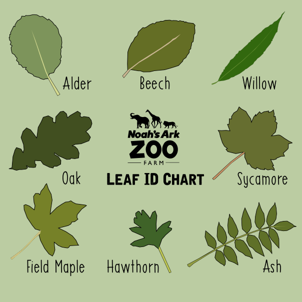 Leaf ID chart
