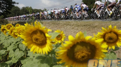 רוכבי הטור ליד שדה חמניות (רויטרס)
