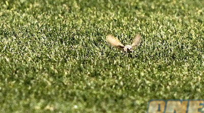 הדבורה מאיה קפצה לבקר בבאר שבע (יוסי ציפקיס)