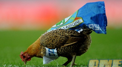 התרנגול של בלקבורן. עולה פחות