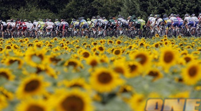 החמניות המפורסמות של הטור דה פראנס, זה לא זה בלעדיהן (רויטרס)