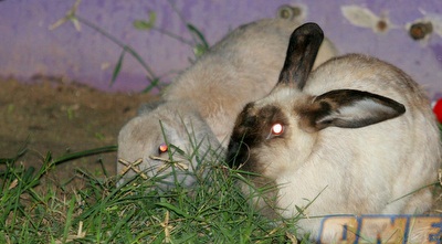 ארנבת בווינטר (משה חרמון)