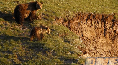 דובי גריזלי (רויטרס)